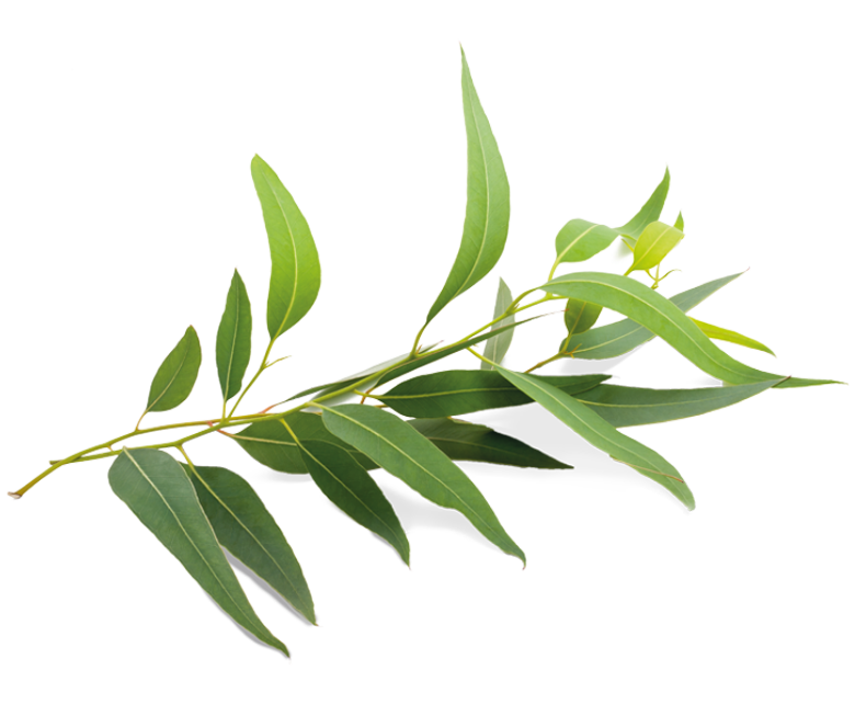 Eucalyptus Oil image