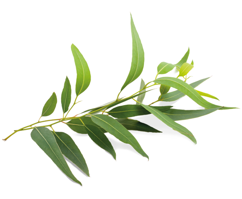 eucalyptus