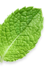 leaf-32x-2